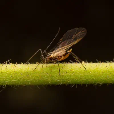 Große Rosenblattlaus