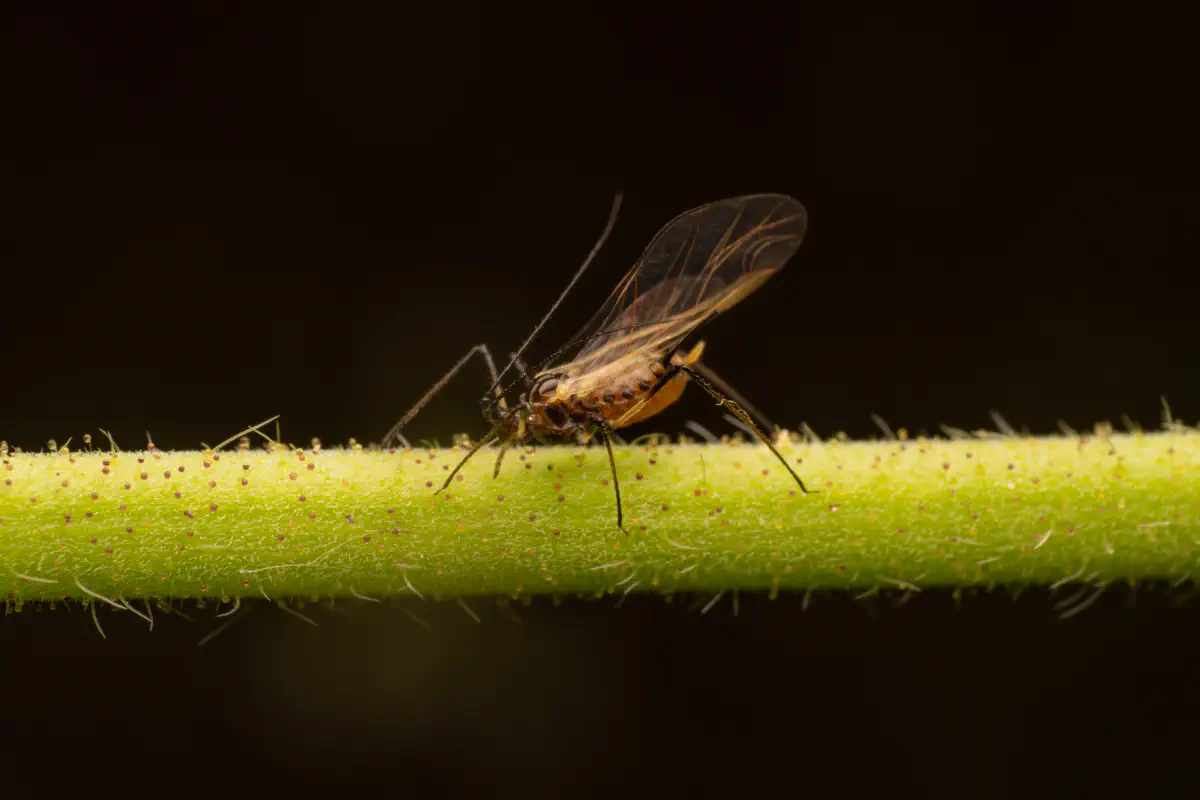 Große Rosenblattlaus