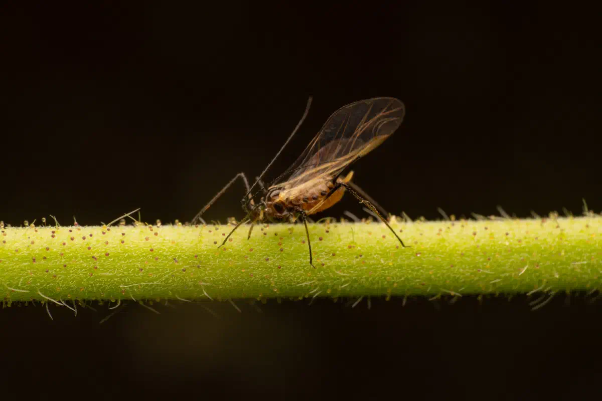 Große Rosenblattlaus
