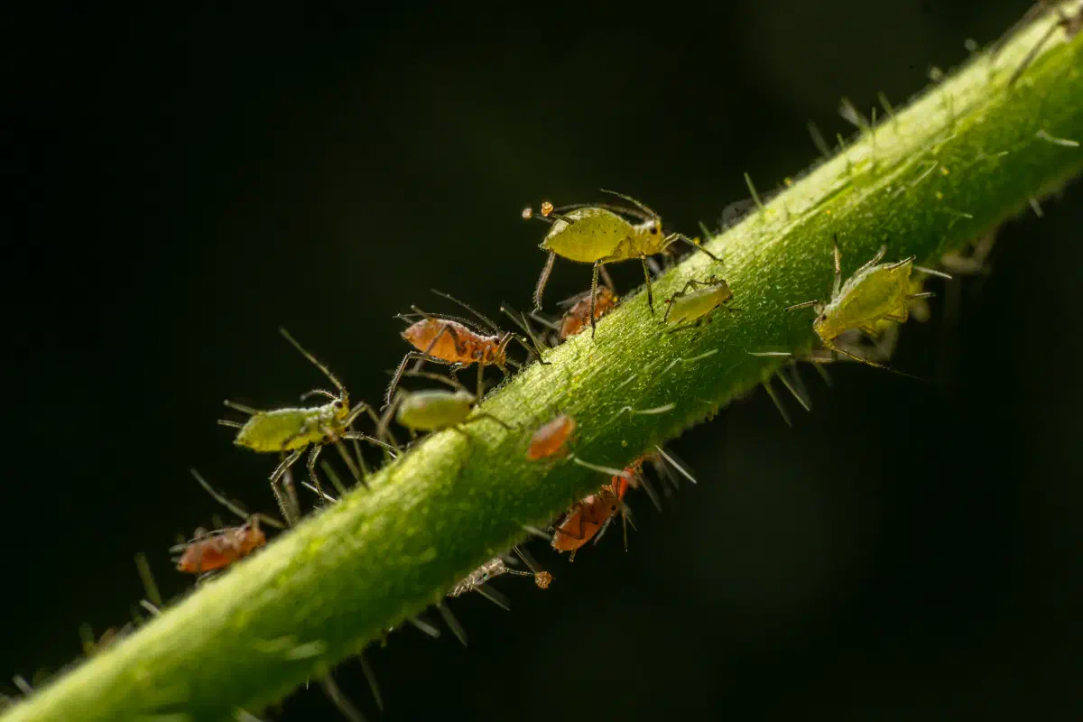 Blattläuse – No. 3