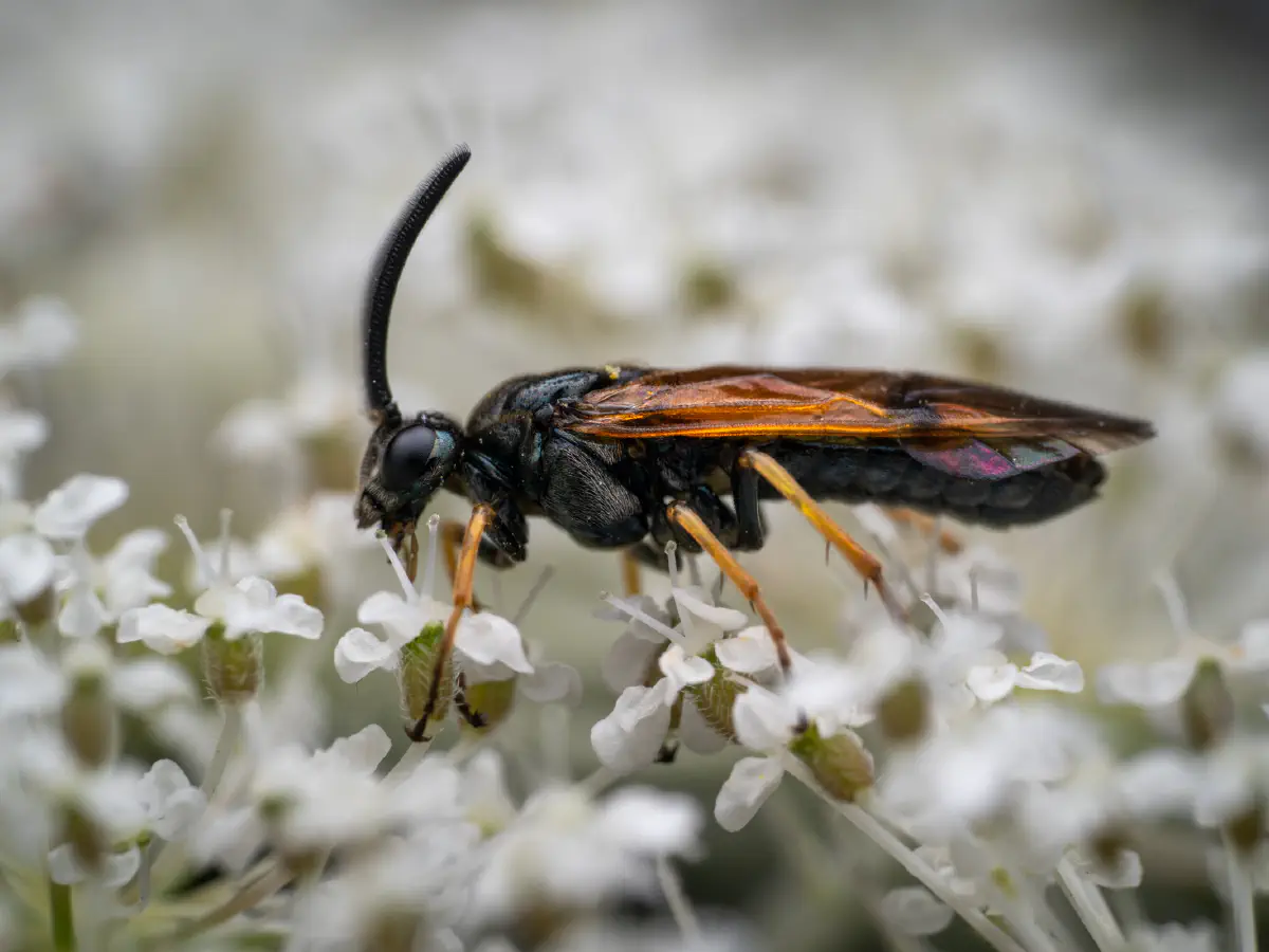 Tenthrède de la ronce