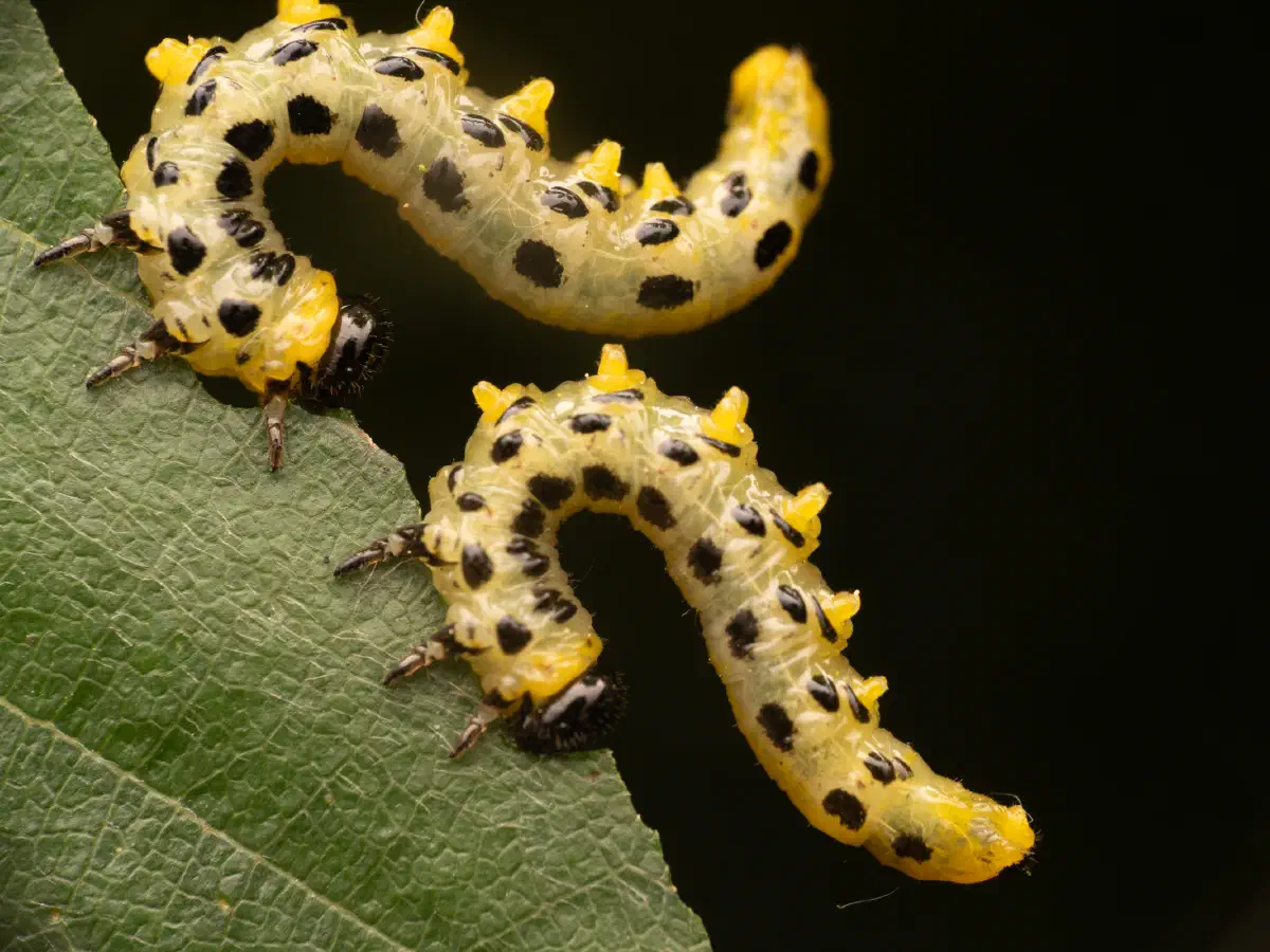 Breitfüßige Birkenblattwespe