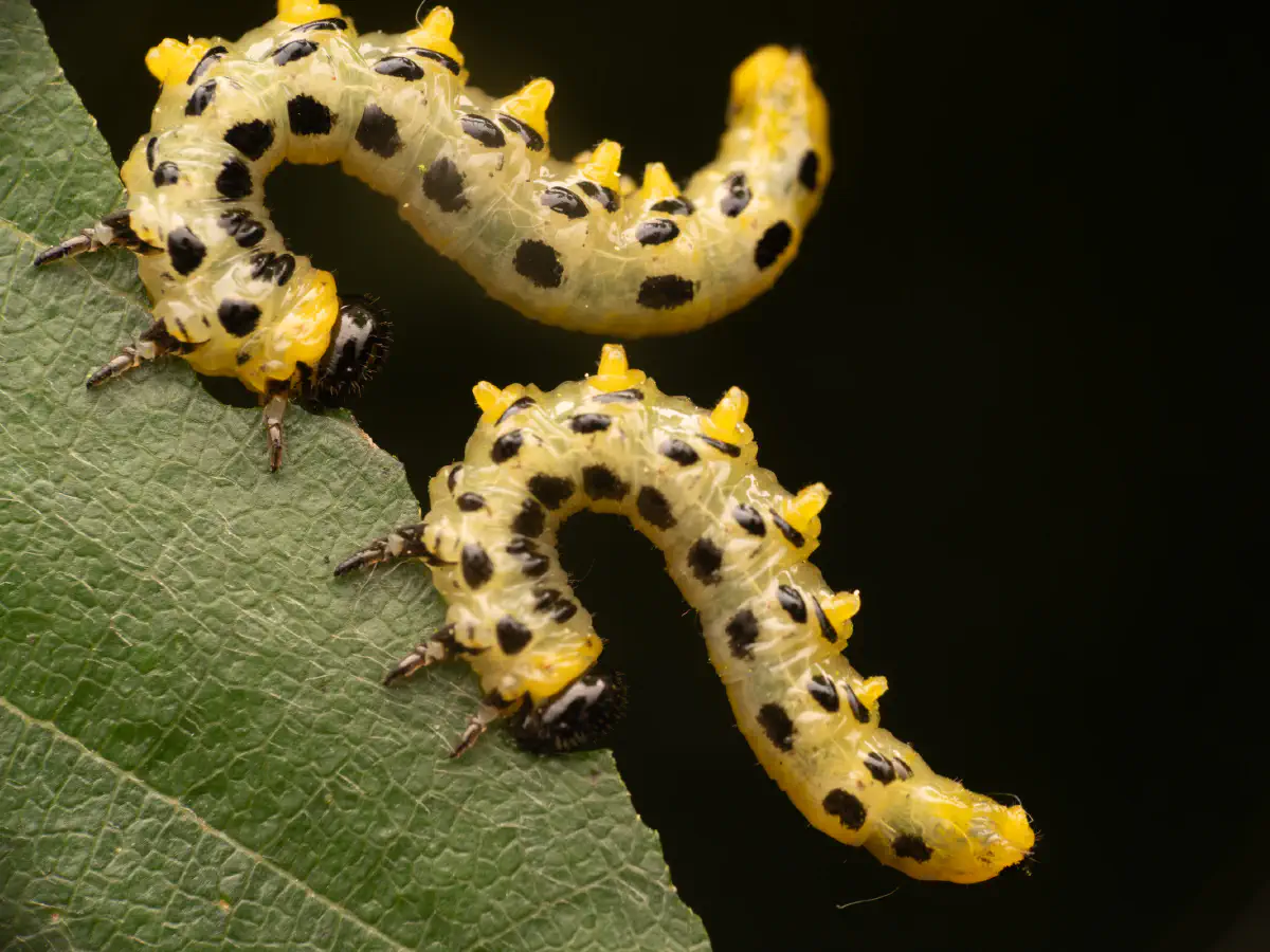 Breitfüßige Birkenblattwespe