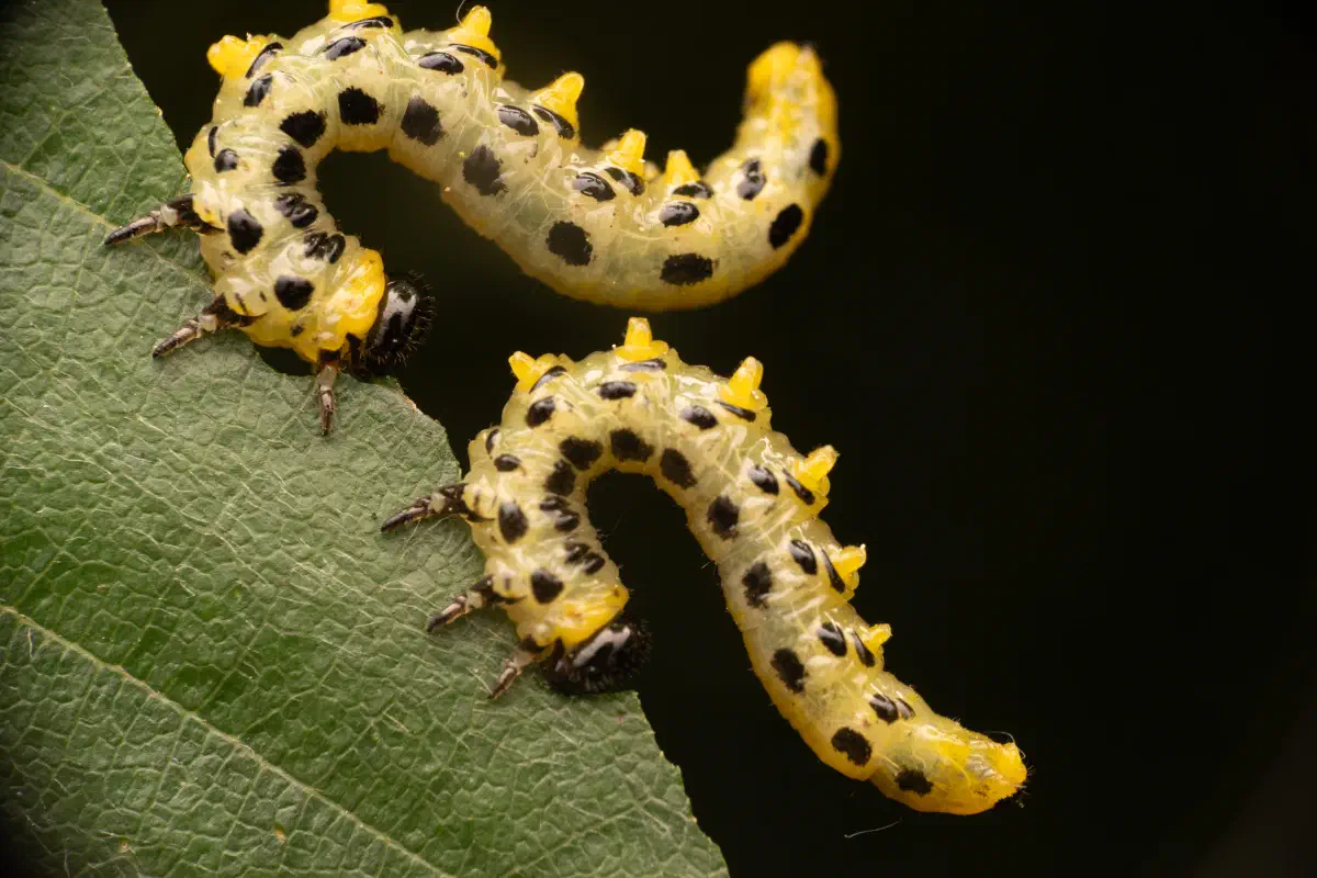 Tenthrède du bouleau