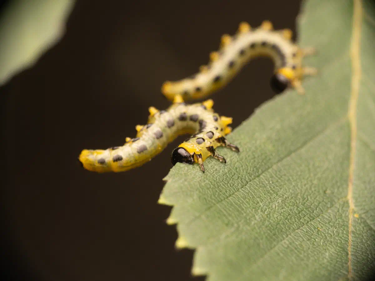 Breitfüßige Birkenblattwespe