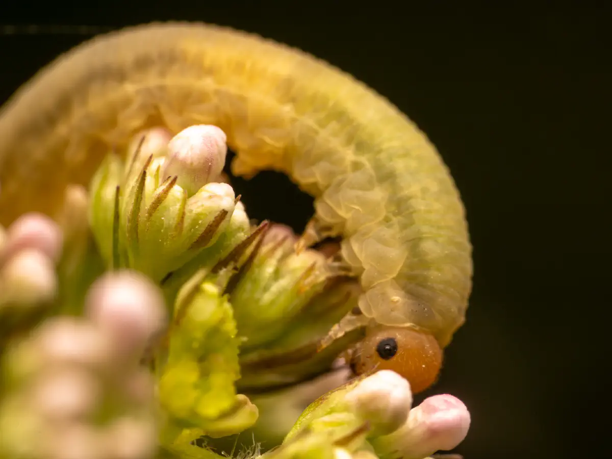 Ungleiche Rosenblattwespe