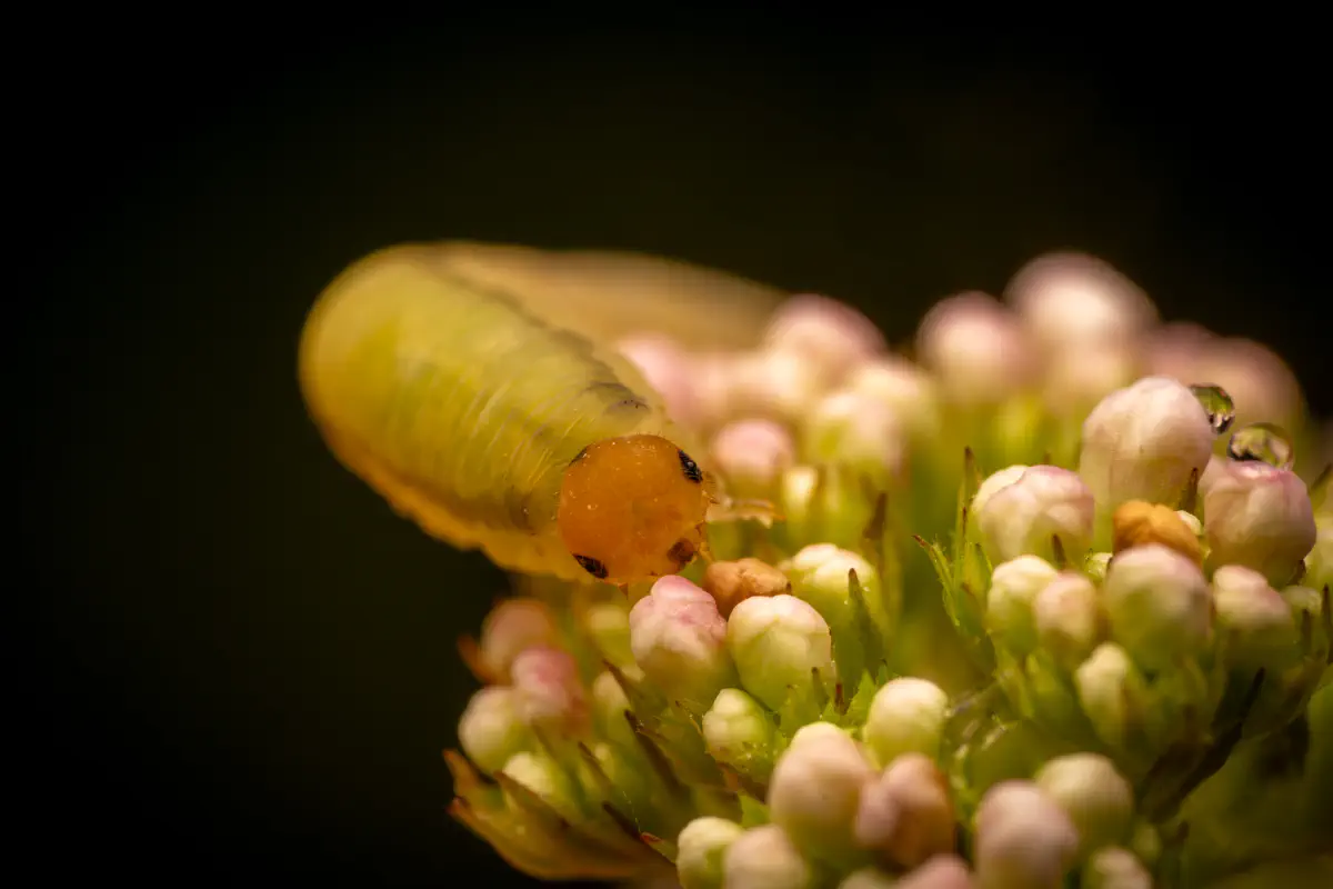 Ungleiche Rosenblattwespe