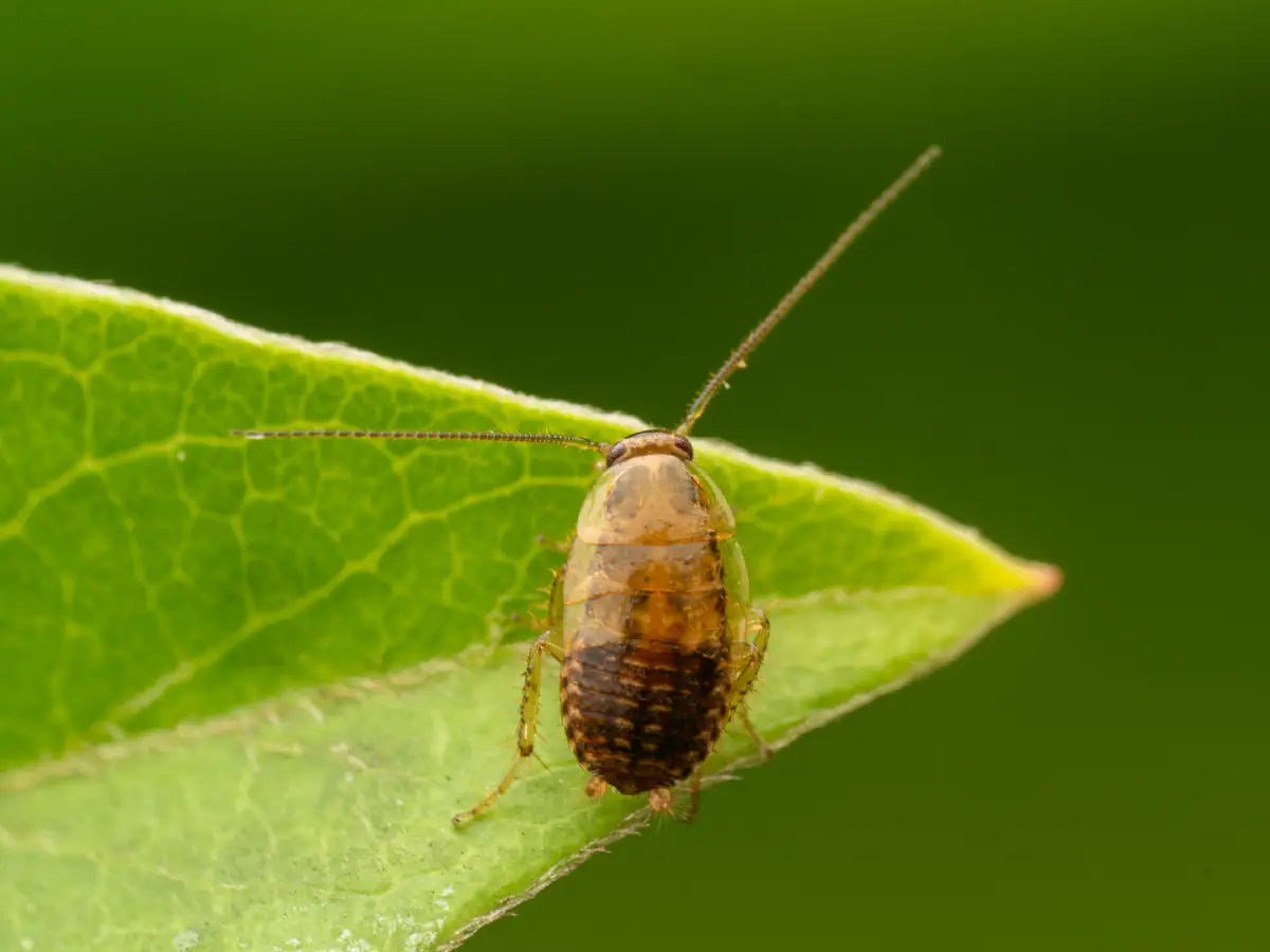 Bernstein-Waldschabe