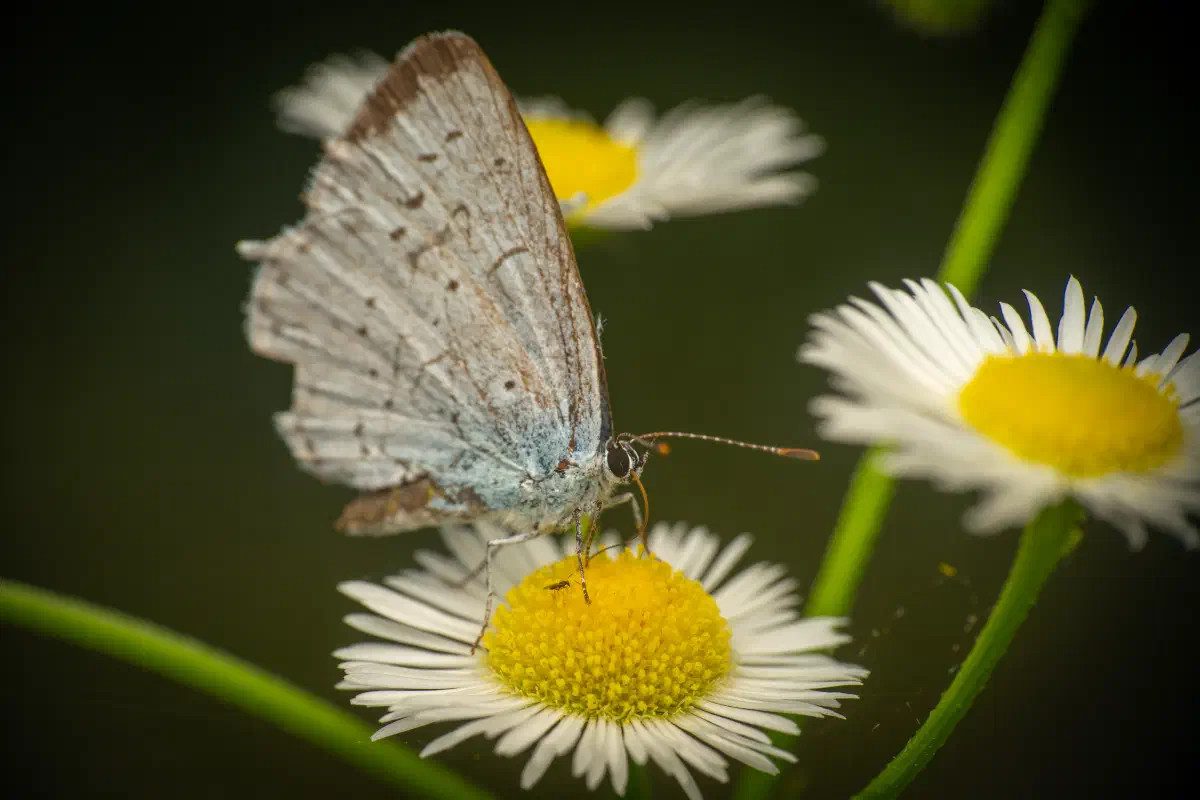 Holly Blue