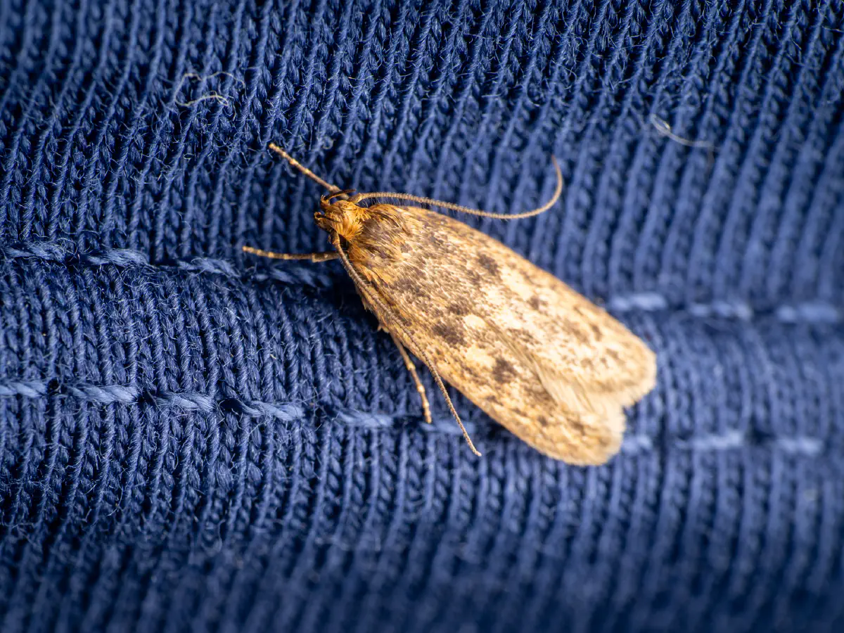 polilla casera marrona