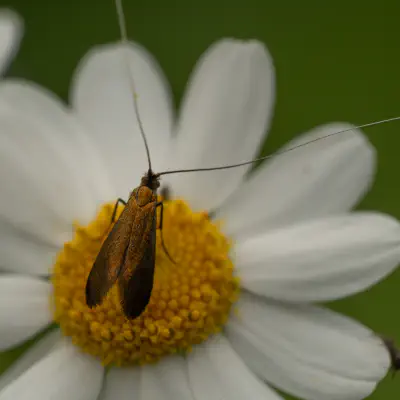 Johanniskraut-Langhornmotte