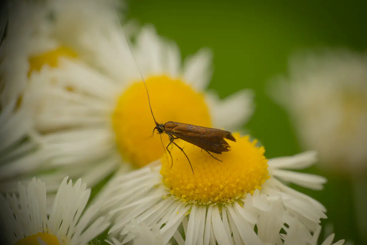 Johanniskraut-Langhornmotte