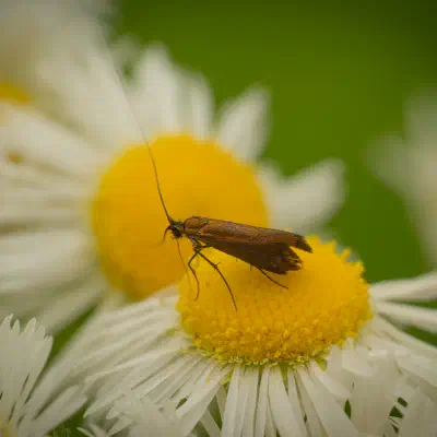 Johanniskraut-Langhornmotte