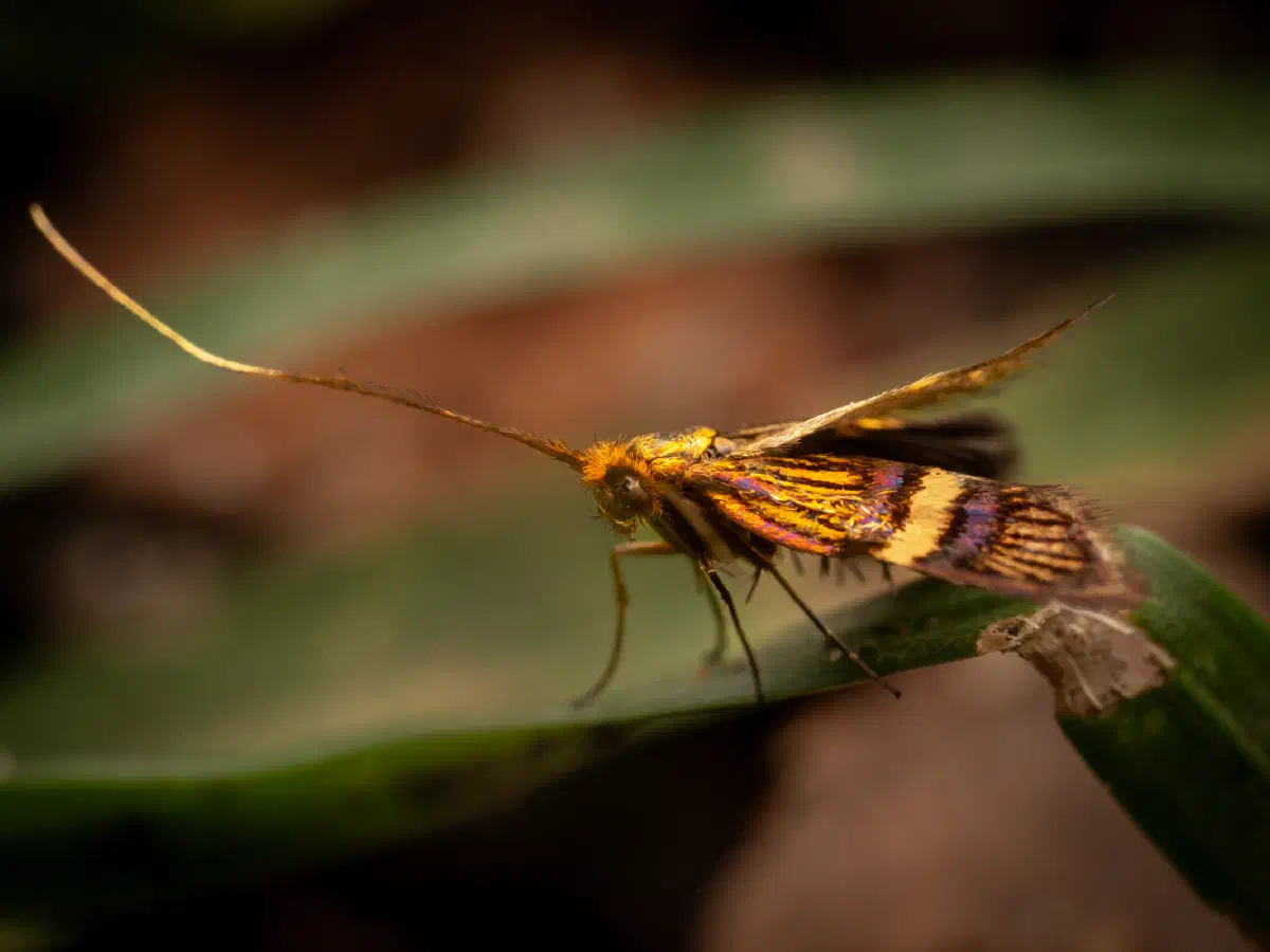 Liguster-Langhornfalter