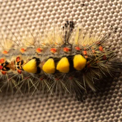 Schlehen-Bürstenspinner