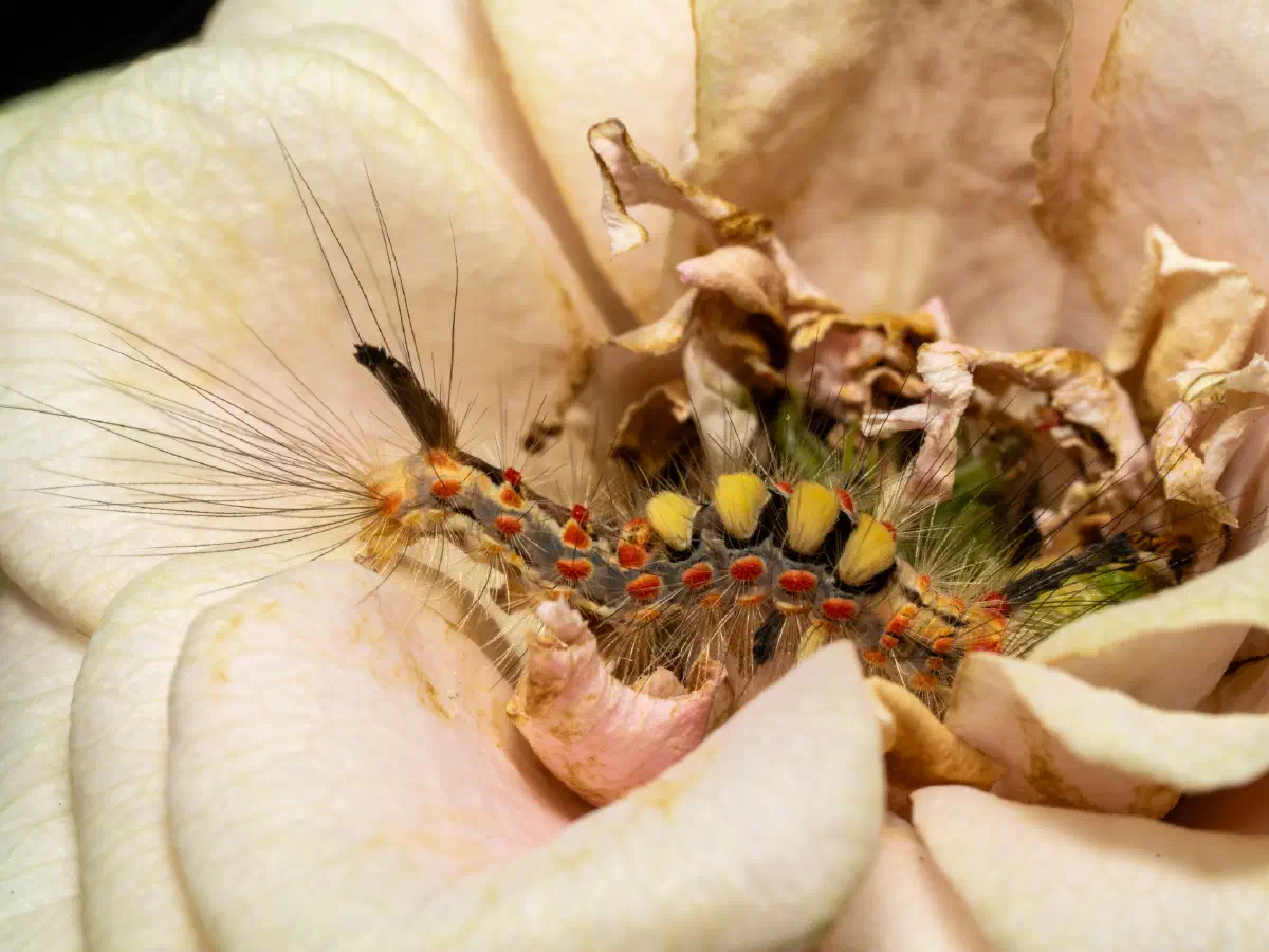 Polilla gitana asiática