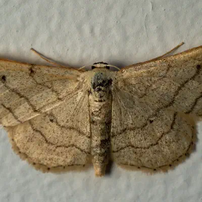 Dunkelbindiger Doppellinien-Zwergspanner