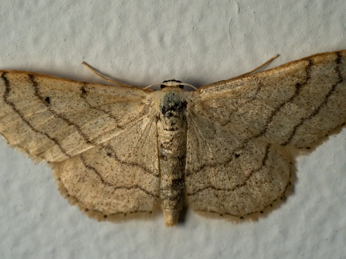 Dunkelbindiger Doppellinien-Zwergspanner