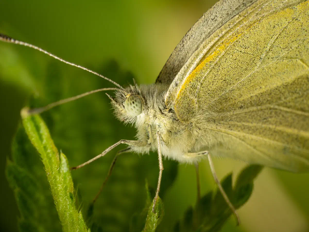 Großer Kohlweißling