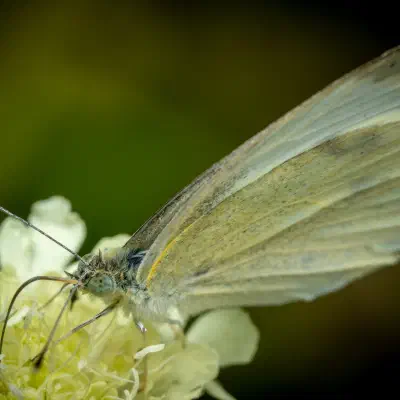 Großer Kohlweißling