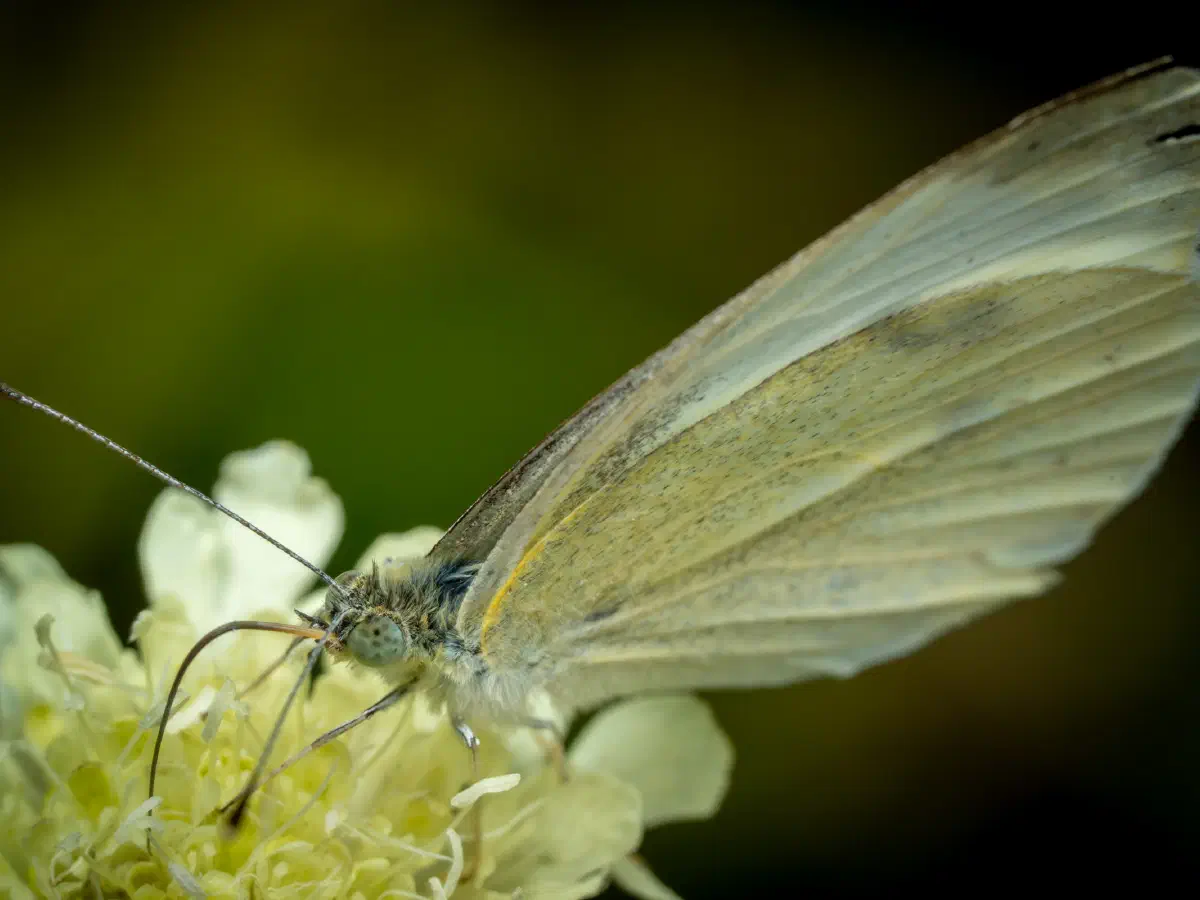 Großer Kohlweißling