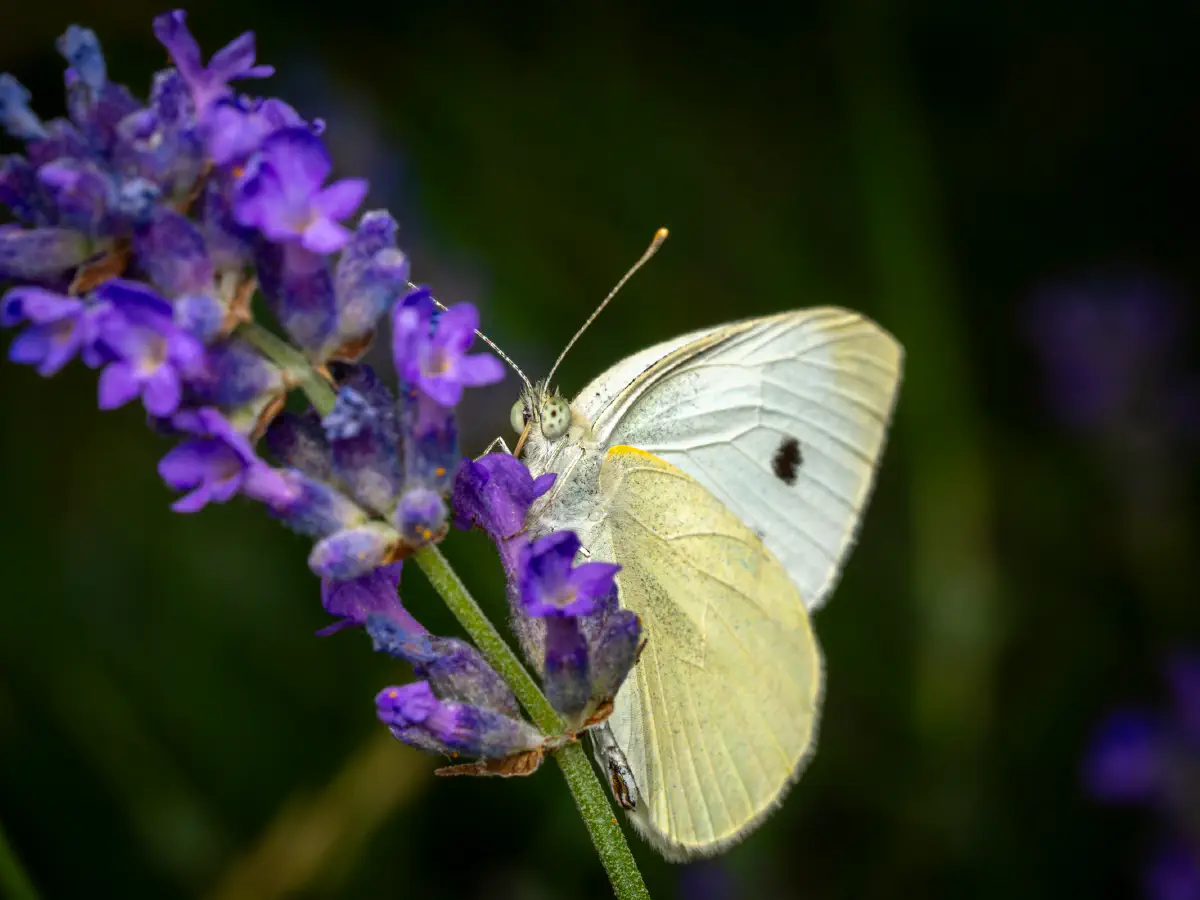 Kleiner Kohlweißling