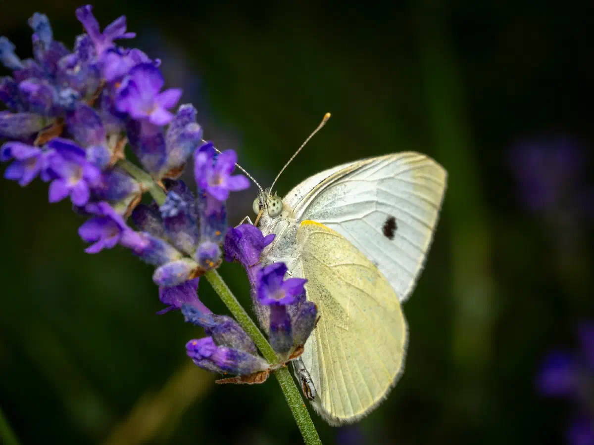 Kleiner Kohlweißling