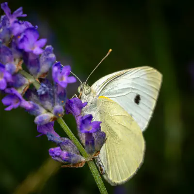 Kleiner Kohlweißling