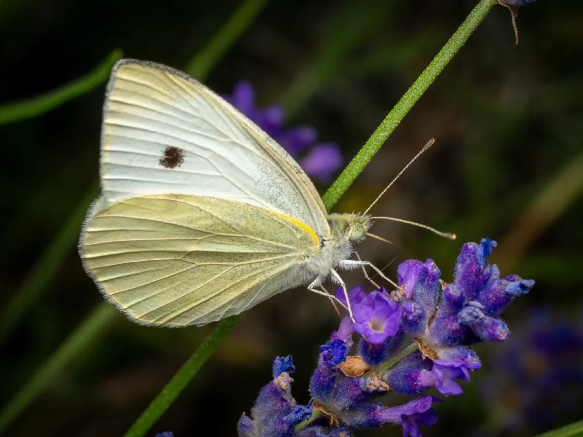 Kleiner Kohlweißling