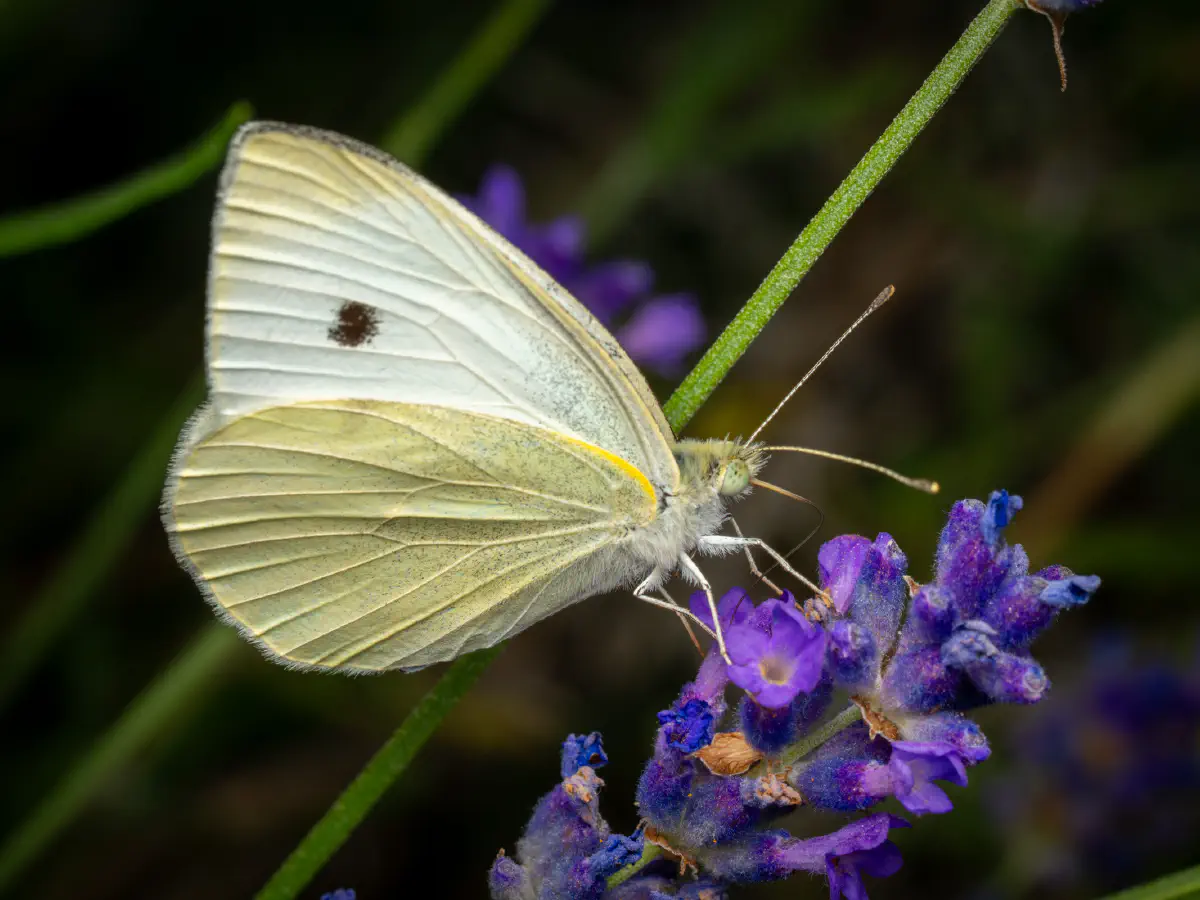 Kleiner Kohlweißling