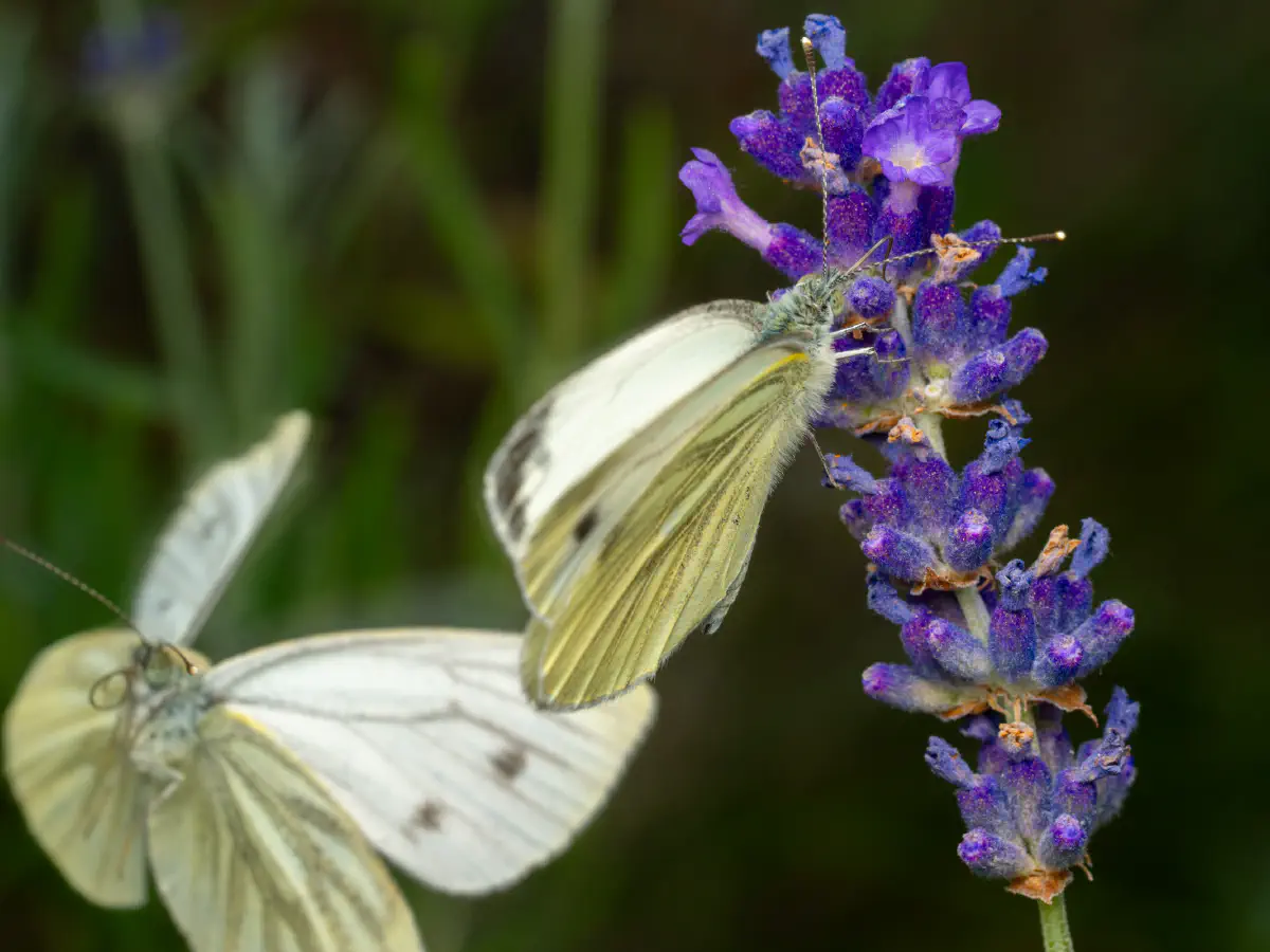 Kleiner Kohlweißling