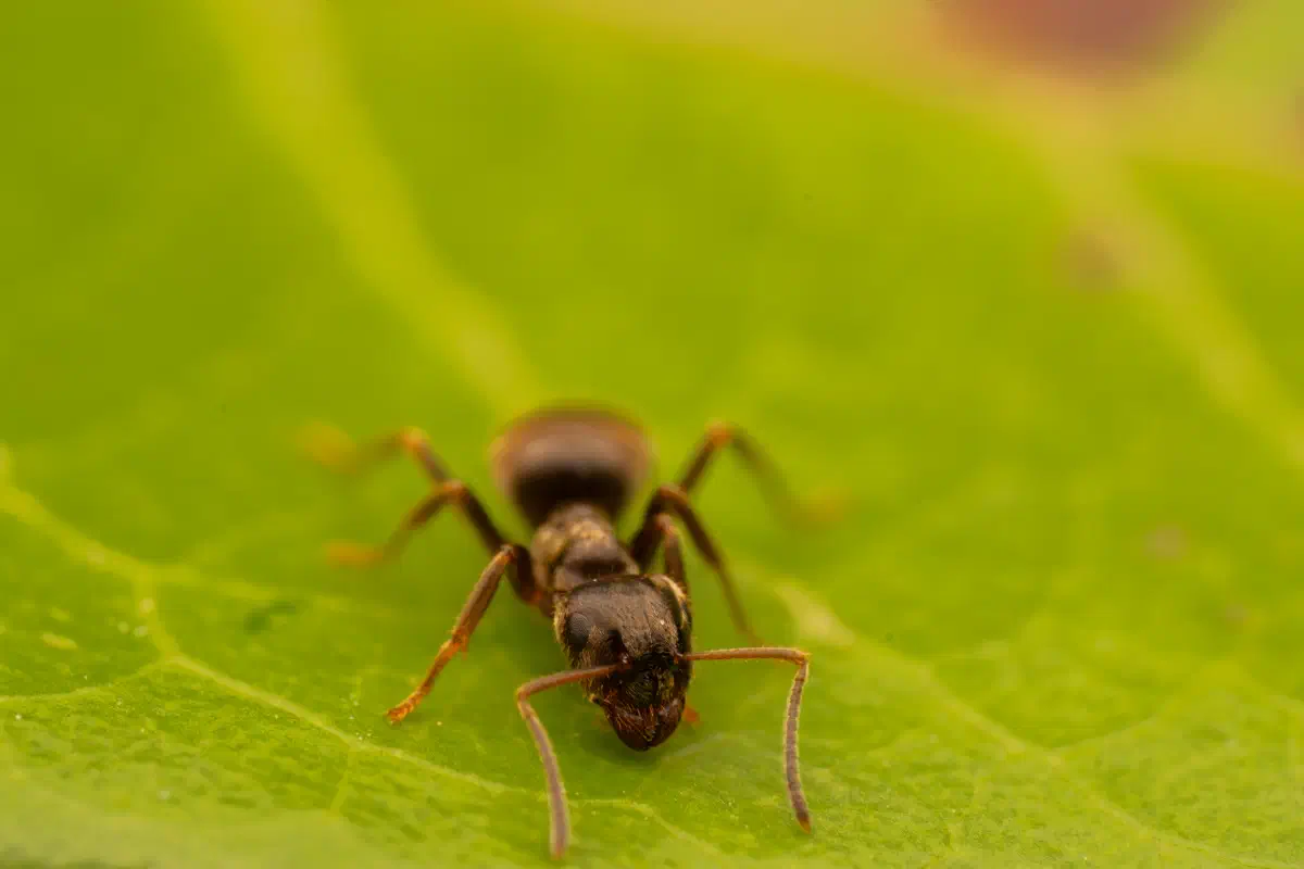 Lasius brunneus