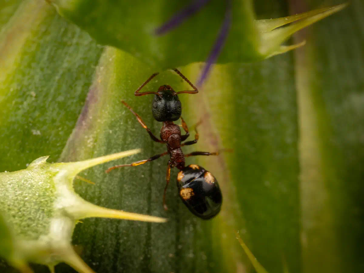 Fourmi quadriponctuée