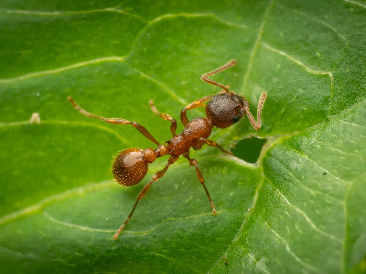 Myrmica rubra