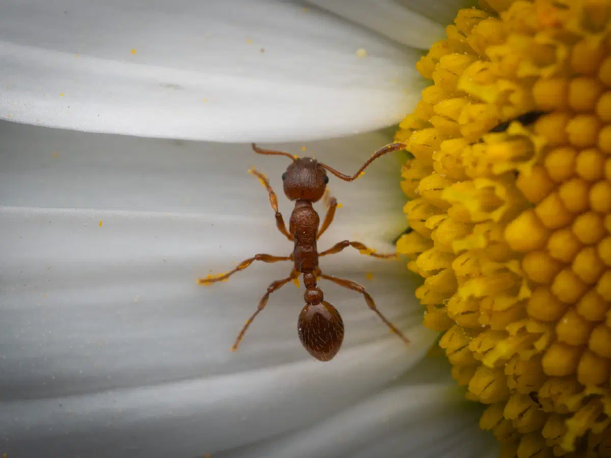 Myrmica rubra