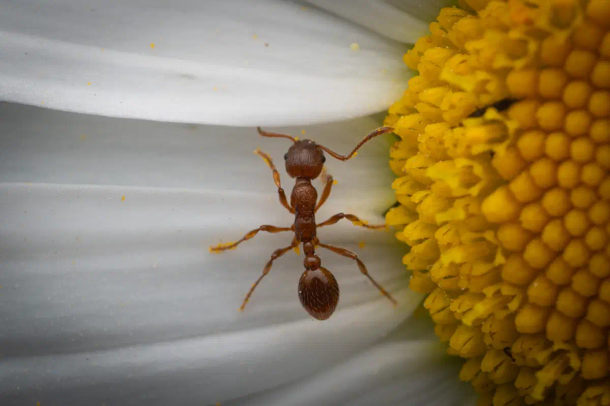 Myrmica rubra