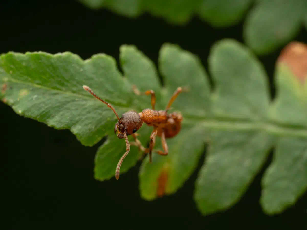 Myrmica rubra
