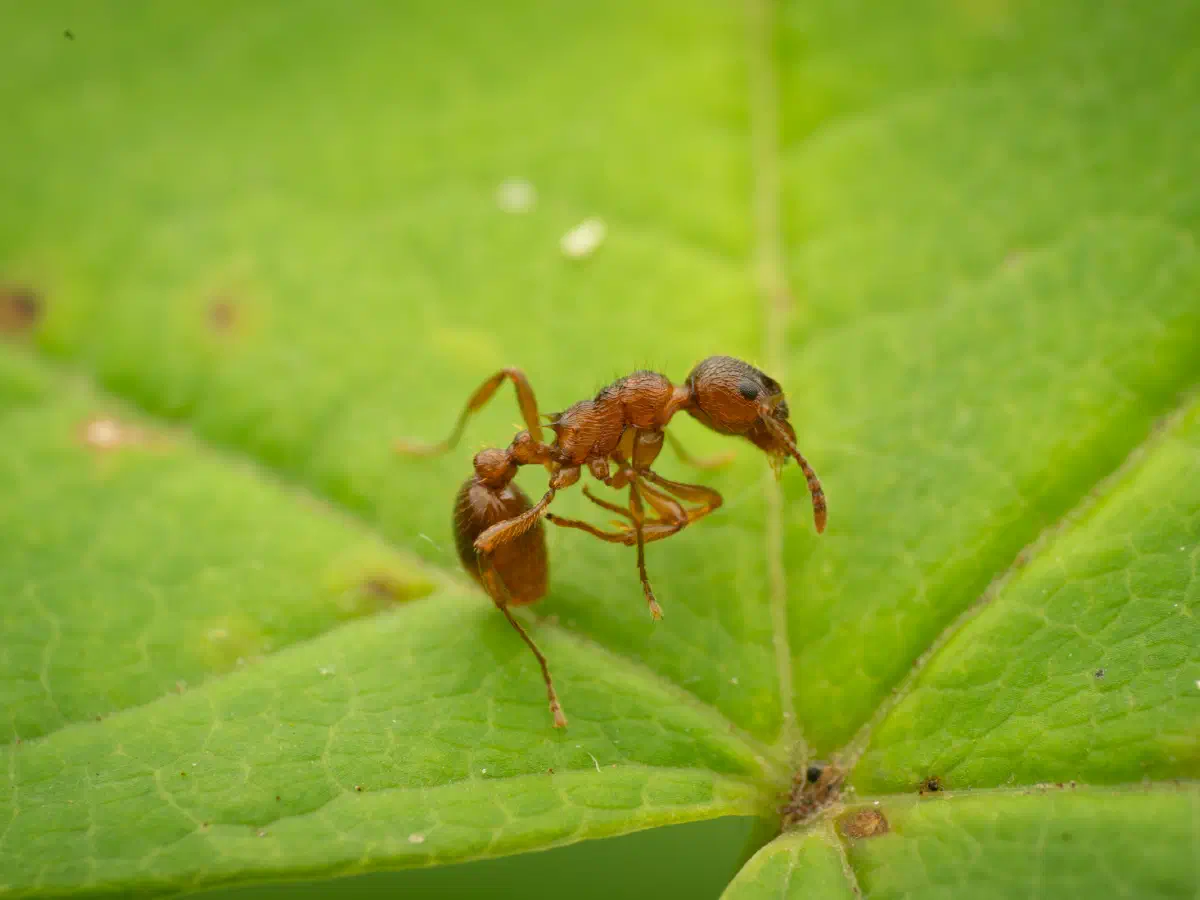 Myrmica rubra
