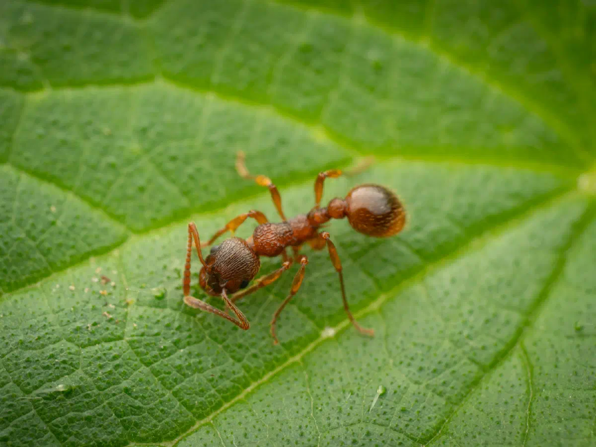 Myrmica rubra