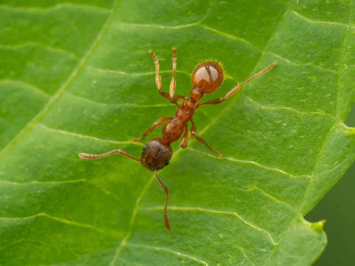 Myrmica rubra