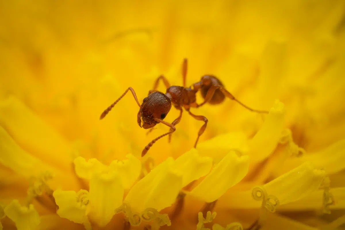 Knotenameisen – No. 2