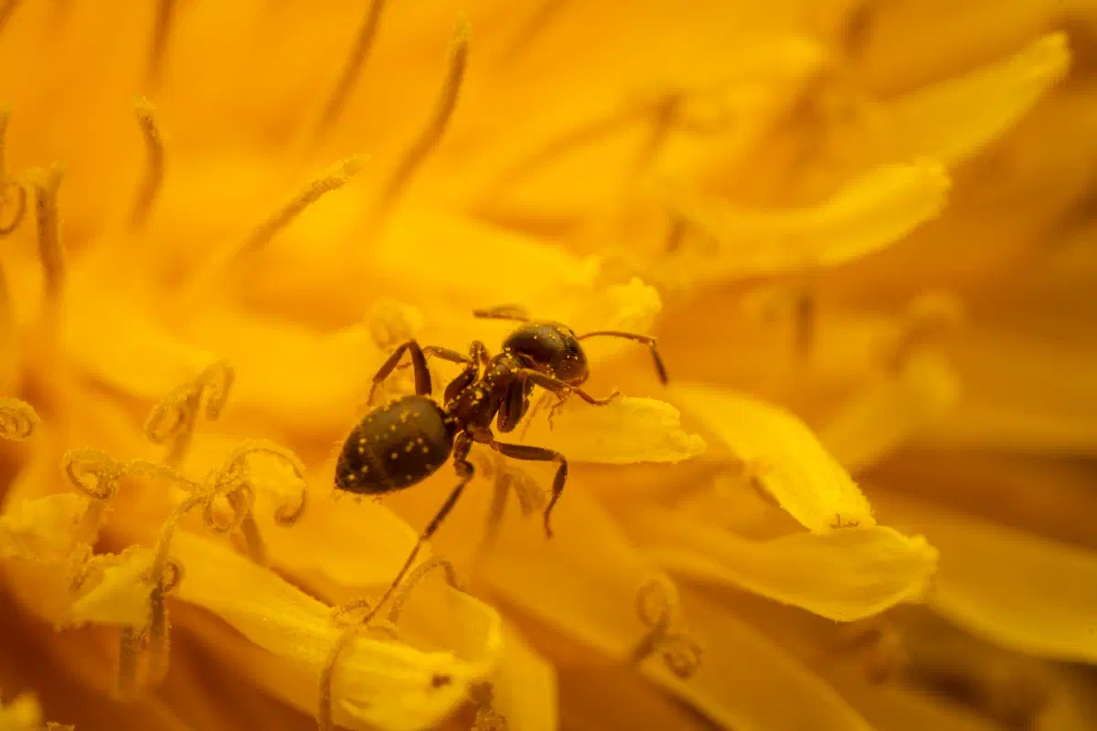 Hormiga Negra de Jardín