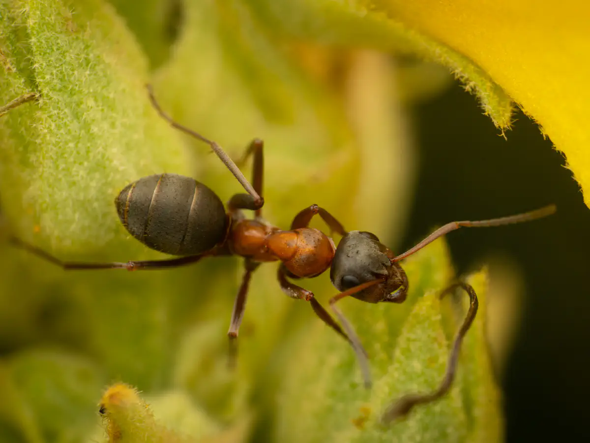 Rotbärtige Sklavenameise