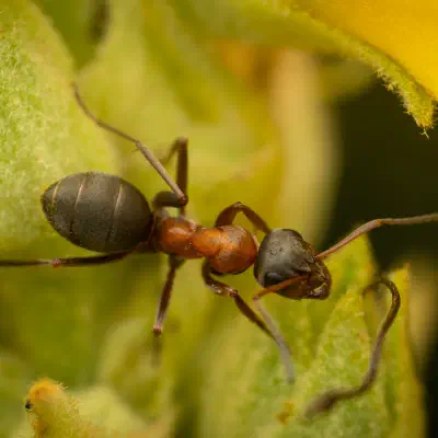 Rotbärtige Sklavenameise