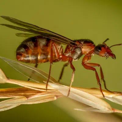 Rotbärtige Sklavenameise