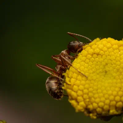 Rotbärtige Sklavenameise