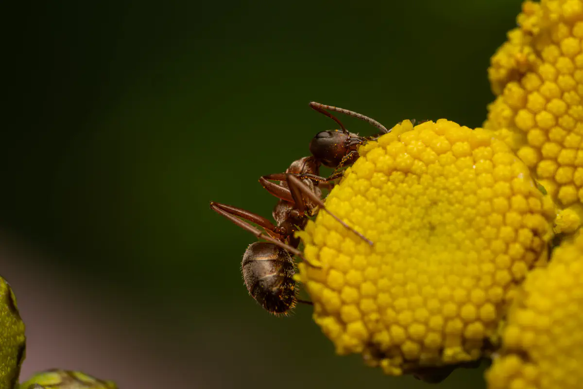 Rotbärtige Sklavenameise