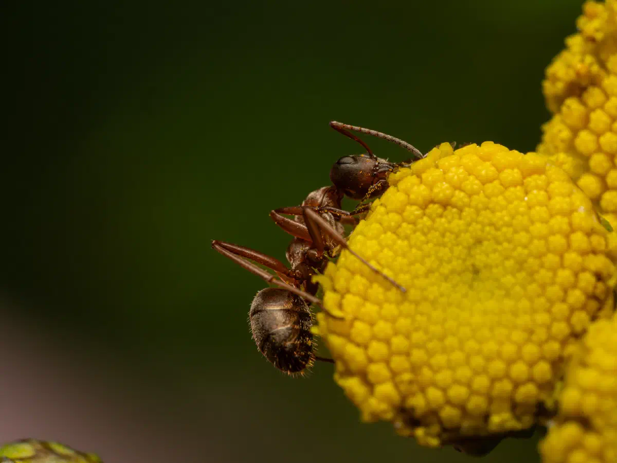 Rotbärtige Sklavenameise