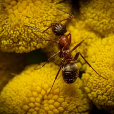 Rotbärtige Sklavenameise