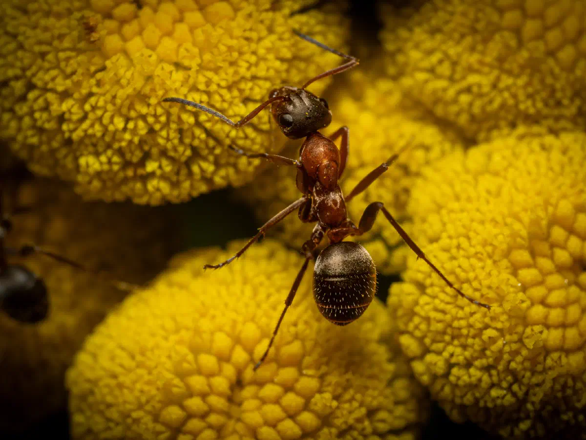 Rotbärtige Sklavenameise